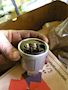 VDO Pressorstat / Sensor til olietryk ex Mercedes 355 Mercedes 355 #1