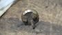 Alfa Laval Valve Cone 525 124-01 #3