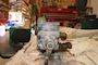 Assalub AB Åssa Lubricator for Cylinder Liner BSR-6/2,6 16:1  1:12 10MV #6