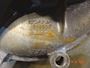 Scania Engine Cooling Pump 1508536 #4