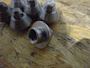 Alfa Laval Cap Nut 51841501 #2